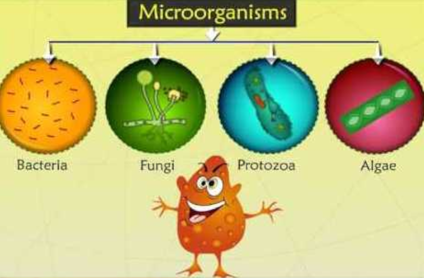 Бактерии вирусы грибы. Types of microorganisms. Types of Microbes. Distribution of microorganisms in nature. Types of microorganisms in Soil.