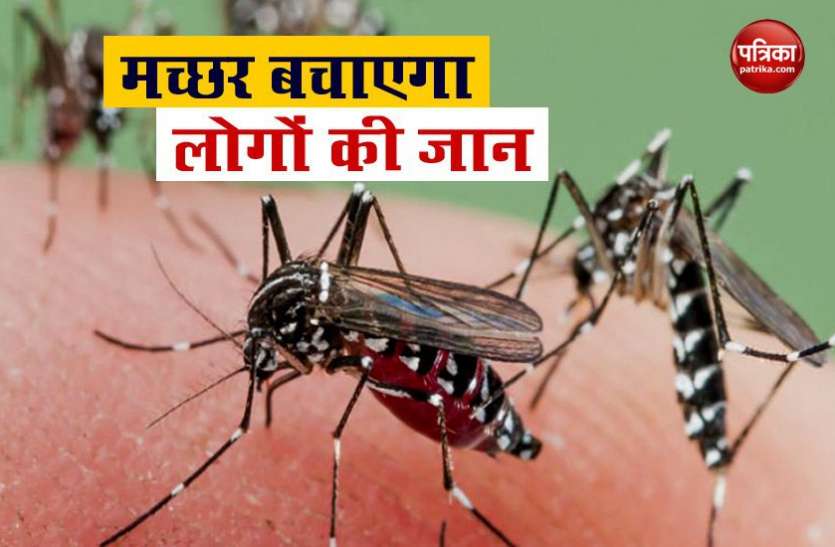 mosquito America: लोगों की जान बचाने के लिए Florida में छोड़े जाएंगे 75 करोड़ मच्छर, सरकारी एजेंसियों ने दी मंजूरी