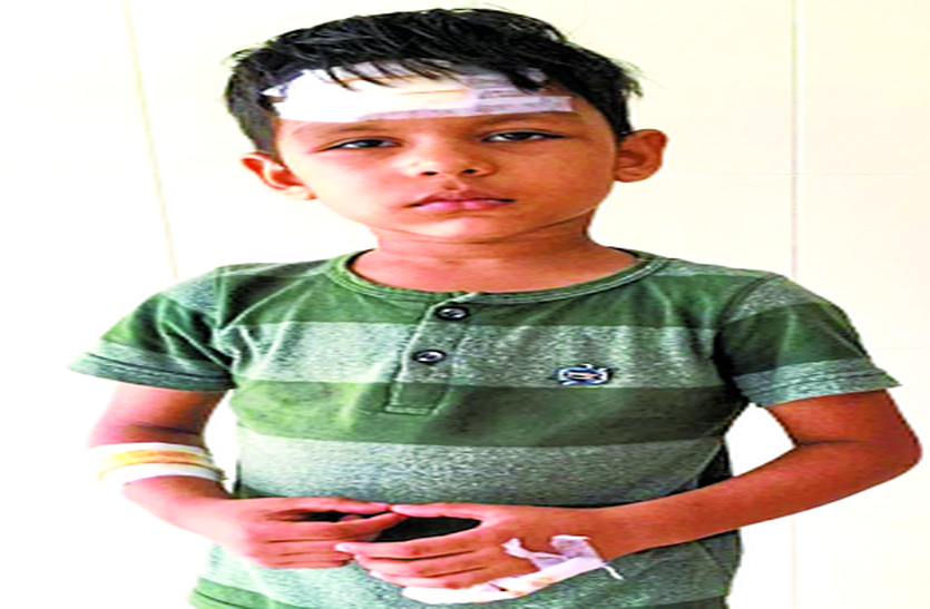 बंदरों के उत्पात से लोग भयभीत बंदरों के उत्पात से लोग भयभीत