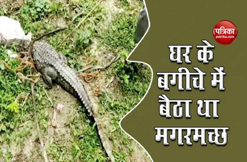5 feet tall crocodile found roaming in the garden of the house घर के बगीचे में घूमता मिला 5 फीट लंबा मगरमच्छ, घर वालों के उड़े होश