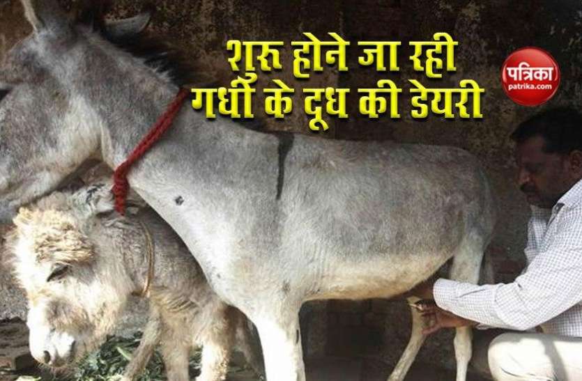 First dairy of donkey milk to be started in Hisar, 1 liter price 7K देश में जल्द खुलेगी गधी के दूध की पहली Dairy, 1 लीटर के लिए देने होगें 7000 रुपये !