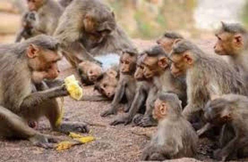 बंदरों की टोली ने युवक को धक्का मारकर छत से नीचे गिराया, गंभीर हालत में जयपुर रेफर बंदरों की टोली ने युवक को धक्का मारकर छत से नीचे गिराया, गंभीर हालत में रेफर
