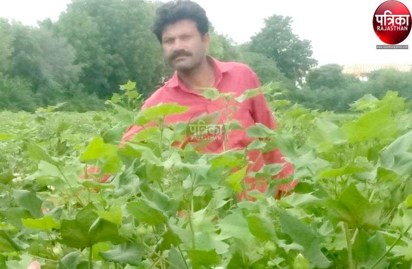 खेतों में लहलहा रही मूंग व कपास की फसल, किसानों के घर आएगी खुशहाली खेतों में लहलहा रही मूंग व कपास की फसल, किसानों के घर आएगी खुशहाली