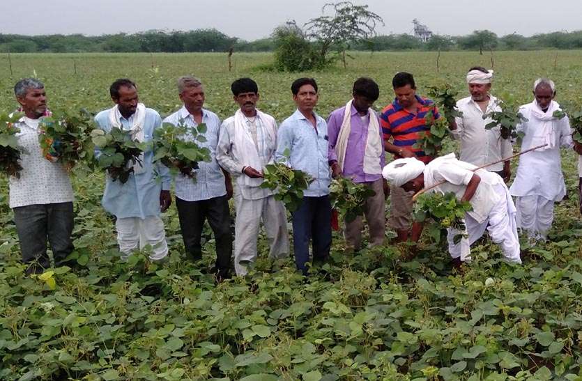 रोग लगने से 1500 बीघा में मूंग की फसल चौपट, किसान को हुआ आर्थिक नुकसान रोग लगने से 1500 बीघा में मूंग की फसल चौपट, किसान को हुआ आर्थिक नुकसान