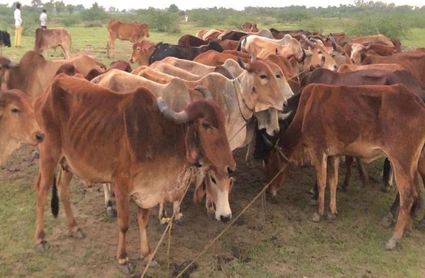 2 लोगों को गिरफ्तार कर बंदी बनाकर रखे 45 गायों एवं 22 बछड़ों को कराया मुक्त 2 लोगों को गिरफ्तार कर बंदी बनाकर रखे 45 गायों एवं 22 बछड़ों को कराया मुक्त