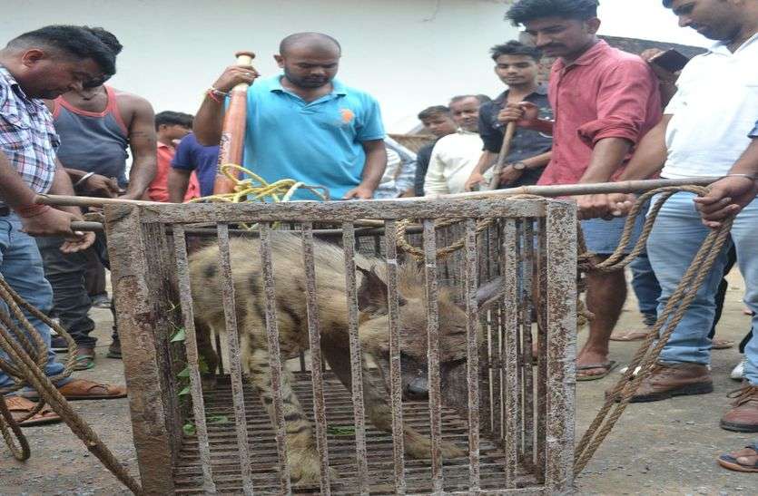 Entered the house, Came into possession with great difficulty, Colony घर में घुसा जरख,बड़ी मुश्किल से आया कब्जे में,कालोनी मचा हड़कंप