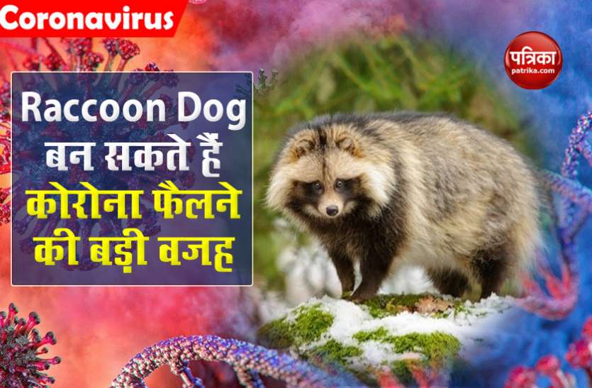 Raccoon dog may intermediate spread SARS cov 2 क्या Raccoon dogs बन सकते हैं कोरोना के एक खतरनाक रूप SARS-CoV-2 के फैलने की वजह?