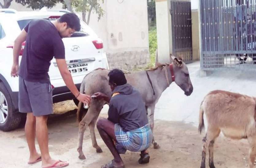 donkey.jpg यहां खुलने जा रही है गधी के दूध की डेयरी, पढ़िए क्या है लाभ