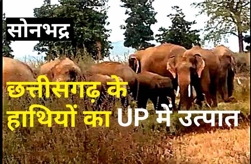 Elephant छत्तीसगढ़ के हाथियों का यूपी के सोनभद्र में उत्पात, दो घरों को को पहुंचाया नुकसान, दो घायल