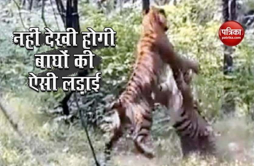 Two Tiger Fight Viral on Social Media जंगल में दो Tiger के बीच हुई खतरनाक लड़ाई, वायरल हो रहा है खड़े होकर हमला करने वाला Video