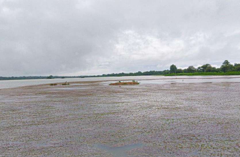 menar.jpg मूसलाधार बारिश के बाद धण्ड तालाब छलकने को आतुर , अब केवल 11 इंच खाली