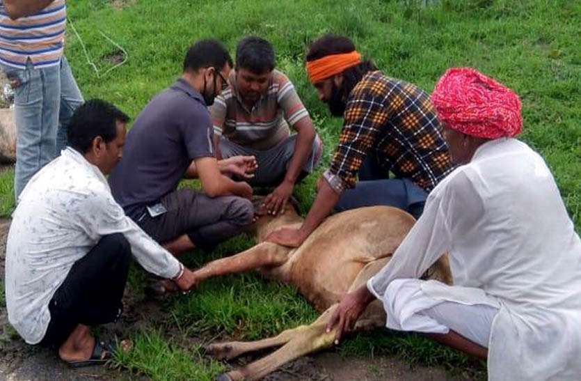 बेकाबू पिकअप की टक्कर से तीन गायों की हुई मौत, तीन हुई गंभीर घायल बेकाबू पिकअप की टक्कर से तीन गायों की हुई मौत, तीन हुई गंभीर घायल