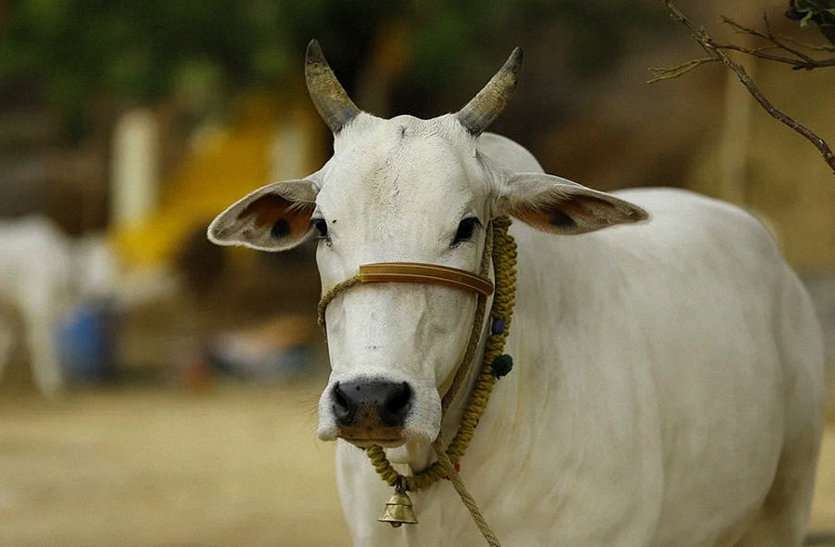 कोरोना के बाद एक और संक्रामक बीमारी की चपेट में छत्तीसगढ़, लम्पी स्किन डिसीज से खतरे में गौवंश कोरोना के बाद एक और संक्रामक बीमारी की चपेट में छत्तीसगढ़, लम्पी स्किन डिसीज से खतरे में गौवंश