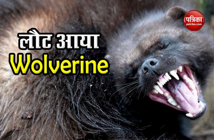 animal1.jpg 100 साल बाद अमेरिका में दिखा वुलवरीन, हॉलीवुड मूवी में नजर आए इस जीव का वीडियो हो रहा वायरल