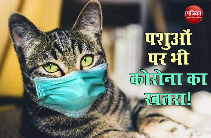 animals1.jpg कोरोना से इंसानों को ही नहीं जानवरों को भी खतरा, स्टडी में हुआ खुलासा