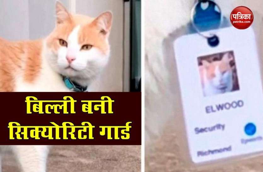 Cat Elwood Who Gets Hired As Security Guard In Australia Hospital आवारा बिल्ली को अस्पताल ने दी Security guard की नौकरी, Main gate पर लगी है ड्यूटी