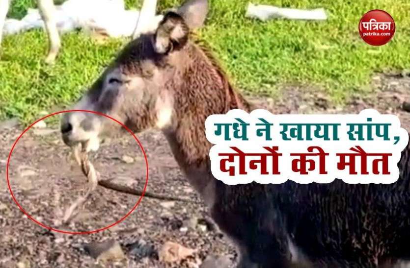 OMG: donkey ate grass as poisonous snake, both died OMG: गधे ने घास समझ कर खा लिया जहरीला सांप, दोनों की मौत