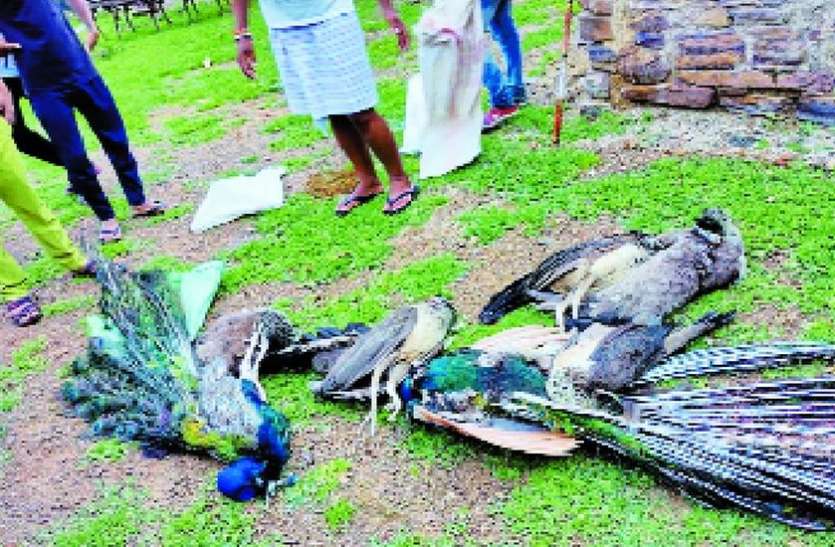 ...ऐसा क्या हुआ कि 12 मोरों ने ग्रामीणों के सामने तड़पते हुए दम तोड़ दिया ...ऐसा क्या हुआ कि 12 मोरों ने ग्रामीणों के सामने तड़पते हुए दम तोड़ दिया