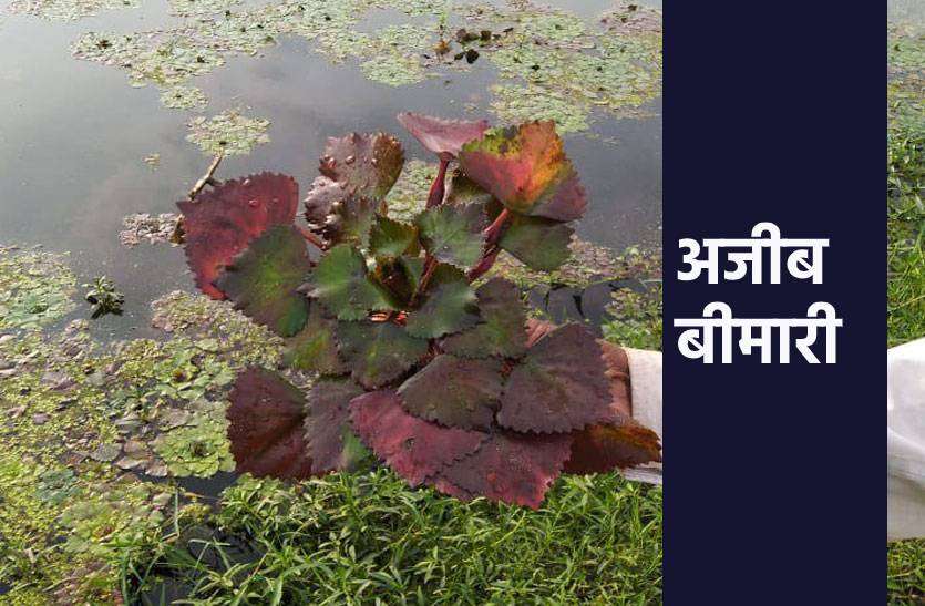 singhada1.jpg किसानों के सामने अब रहस्यमय बीमारी का संकट, फसलें हो रही बर्बाद