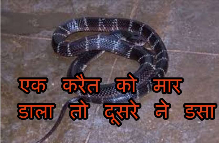 करैत ने युवक को डसा तो घरवालों ने सांप को मार डाला, फिर दूसरे करैत ने डसकर ले ली जान करैत ने युवक को डसा तो घरवालों ने सांप को मार डाला, फिर दूसरे करैत ने डसकर ले ली जान