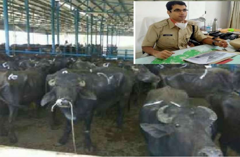 एसपी सीधी पंकज कुमावत के नेतृत्व में पुलिस ने पकड़ी भैंसों की तस्करी UP लाई जा रही थी भैंसों की खेप, MP पुलिस ने सीमा पर की बड़ी कार्रवाई
