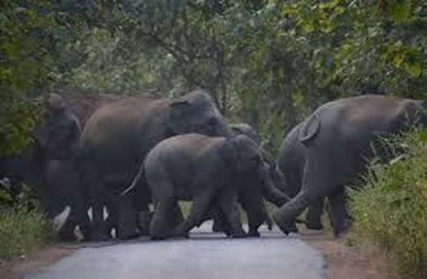 elephant_1.jpg धमतरी में हाथियों का उत्पात, बाड़ी में घुसकर केला और गन्ना फसल को पहुंचाया नुकसान