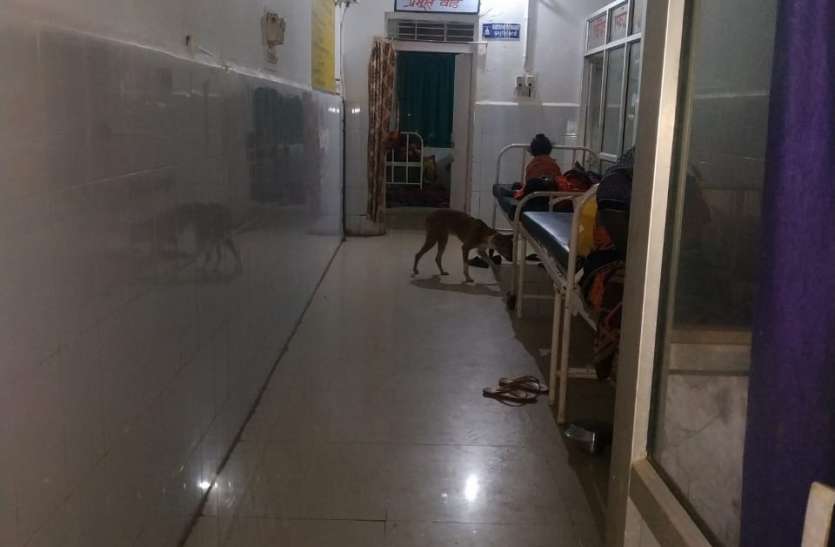 Bhagwan Bharosa Health Center: Cattle with patients in hospital, dogs भगवान भरोसे स्वास्थ्य केन्द्र: अस्पताल में मरीजों के साथ मवेशी, प्रसूति वार्ड में पहुंच रहे श्वान