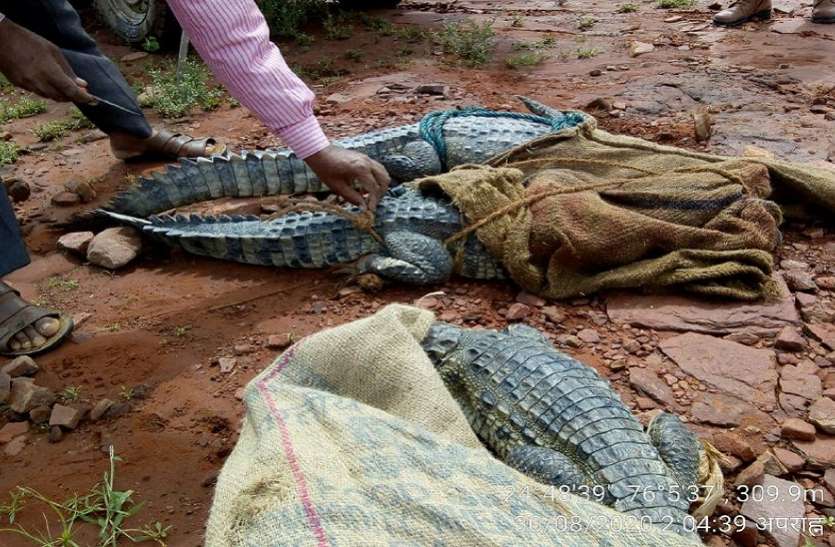 crocodile इन्हें नहीं लॉकडाउन की परवाह, घर से बाहर निकले, वनकर्मियों से लगवाए शहर के चक्कर