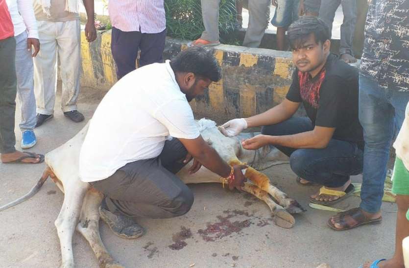 रोड पर बैठी गाय को ट्रक ने रौंदा, गुस्साए गोसेवकों ने लगाया जाम रोड पर बैठी गाय को ट्रक ने रौंदा, गुस्साए गोसेवकों ने लगाया जाम