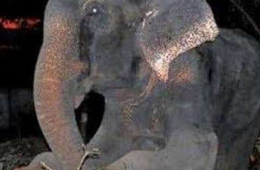 A team of elephants reached Chhattisgarh's border crossing Bijuri fore छत्तीसगढ़ की सीमा लांघ बिजुरी वन पहुंचे हाथियो के दल ने अधेड़ को कुचल मार डाला