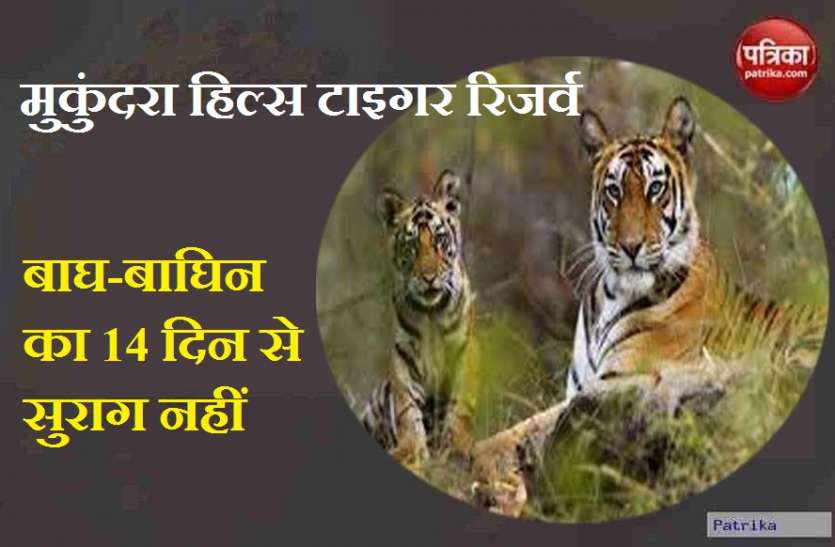 बाघों के मूवमेंट के साक्ष्य नहीं मिल रहे 14 दिन से बाघ-बाघिन का सुराग नहीं