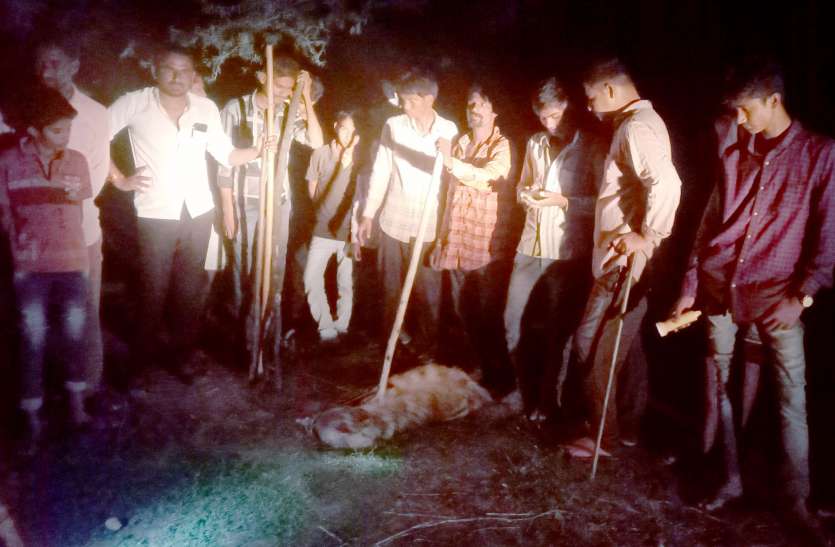 दो दिन से बस्ती में घूम रहा जरख पकड़ा दो दिन से बस्ती में घूम रहा जरख पकड़ा