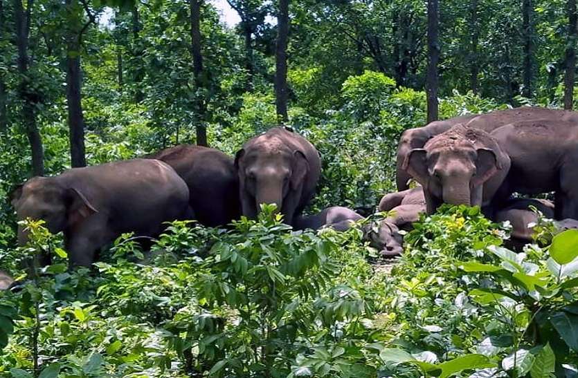 हाथियों का आतंक जारी, एक अद्धविक्षिप्त को कुचल कर मार डाला हाथियों का आतंक जारी, एक अद्धविक्षिप्त को कुचल कर मार डाला
