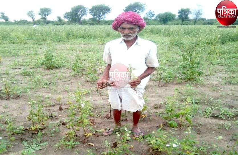 तिल की फसल पर खतरे के बादल, किसान चिंतित तिल की फसल पर खतरे के बादल, किसान चिंतित