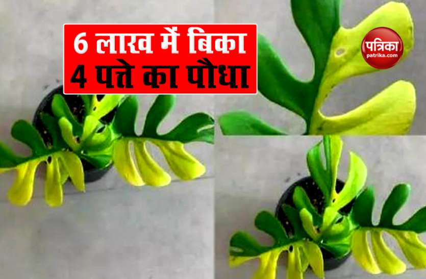 variegated rhaphidophora tetrasperma Variegated Minima: 6 लाख में बिका 4 पत्ते का दुर्लभ पौधा, जानें इसकी खूबियां