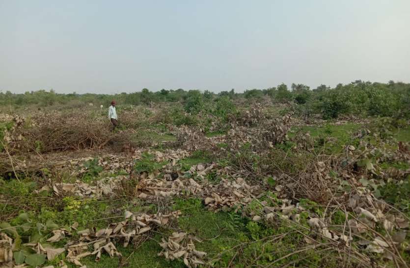 The forests were cut in the greed of leases वनों की कटाई नहीं रोक पा रहे वन रेंजर, पट्टों की लालच में अधाधुंध की गई लाखों पेड़ पौधों की कटाई