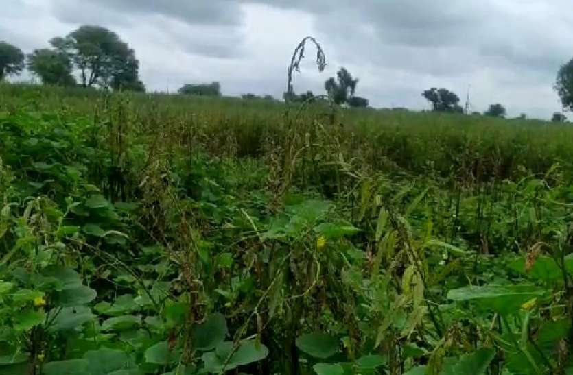 तिल की फसल में रोग से किसान चिंतित तिल की फसल में रोग से किसान चिंतित