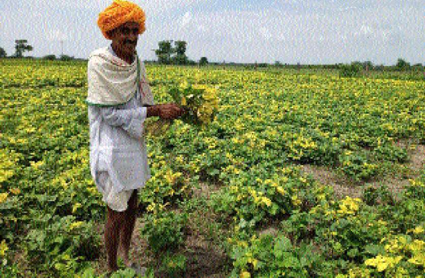 खरीफ की फसल में लगा रोग, किसान बोले खराबे का कराओ सर्वे खरीफ की फसल में लगा रोग, किसान बोले खराबे का कराओ सर्वे