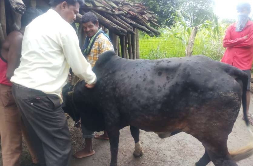 एक से दूसरे मवेशी में फैल रहा वायरस एक से दूसरे मवेशी में फैल रहा वायरस