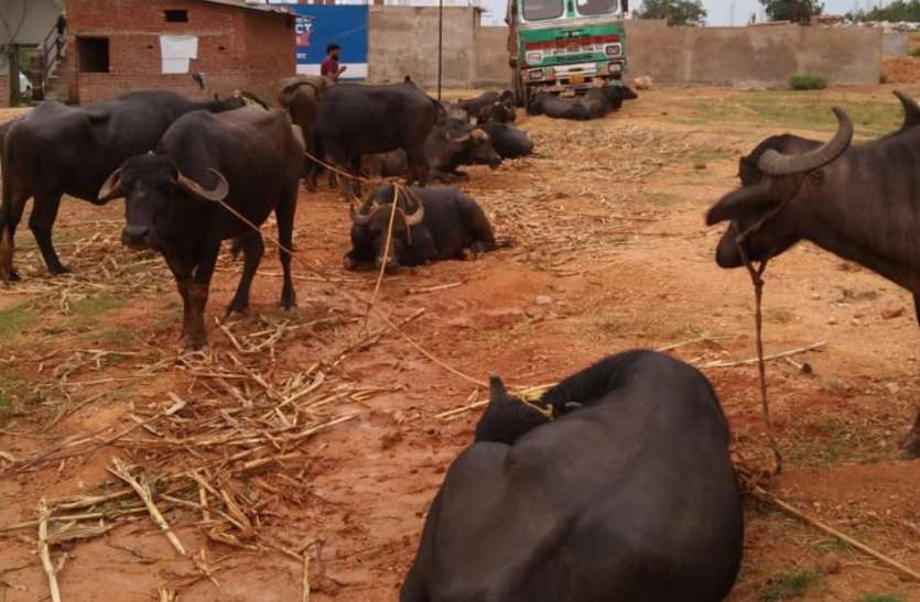 Cattle were taking Burhar to Satna, accused arrested मवेशियों को बुढ़ार से ले जा रहे थे सतना, आरोपी गिरफ्तार