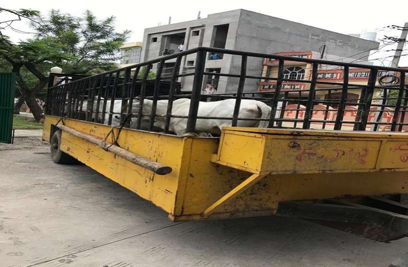 दक्षिण निगम ने शुरू की धरपकड़, उत्तर निगम हाथ पर हाथ धरे बैठा दक्षिण निगम ने शुरू की धरपकड़, उत्तर निगम हाथ पर हाथ धरे बैठा