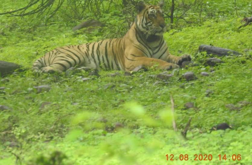 mukundara tigress बाधिन एमटी-4 ने करवाई उपस्थिति दर्ज, मिले पैरों के निशान