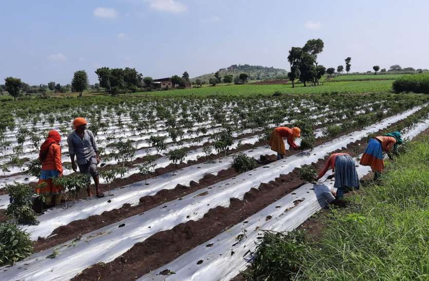 Virus attack on chilli crop मिर्च फसल पर वायरस का अटैक, पौधे उखाड़ रहे किसान