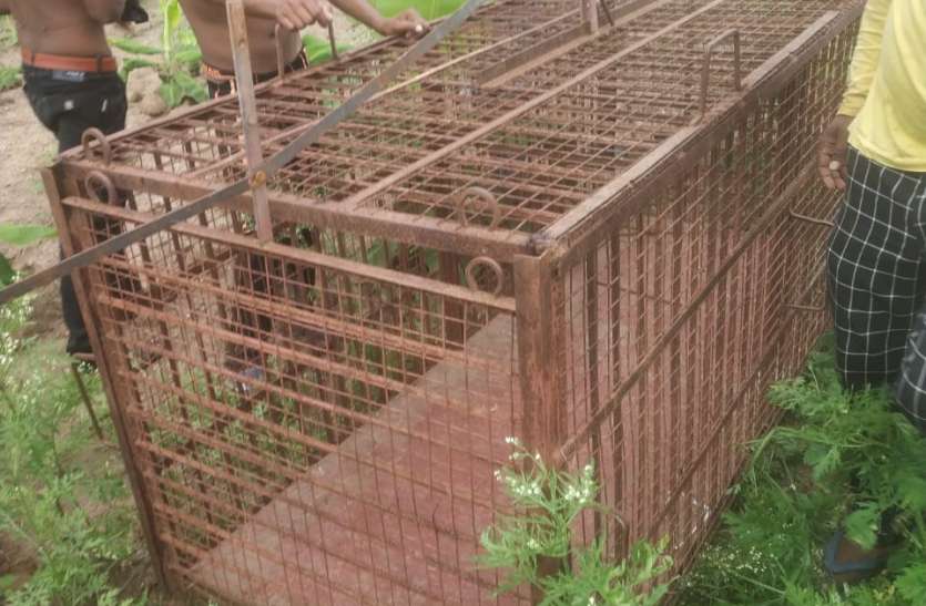 Cage to catch leopard दूसरे दिन तेंदुए ने फिर किया शिकार, ग्रामीणों में दहशत