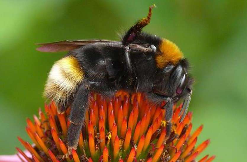 Bumble Sting Death बचकर रहिए, भौंरों के काटने से भी हो सकती है मौत, दादा-पोते की गयी जान, कई अन्य गम्भीर