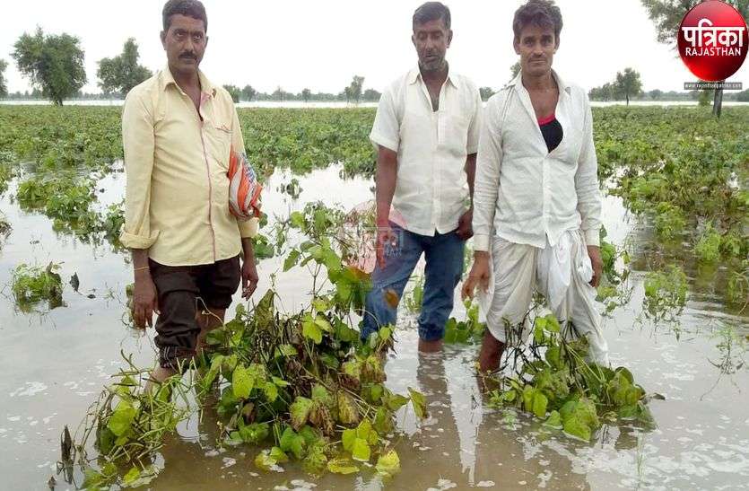 बारिश से खेतों में भरा पानी, फसलें बर्बाद बारिश से खेतों में भरा पानी, फसलें बर्बाद