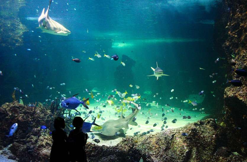 fish_house.jpg रायपुर में बनेगा प्रदेश का पहला मच्छलीघर, शॉर्क और ऑक्टोपस जैसे रखे जाएंगे समुद्री जीव