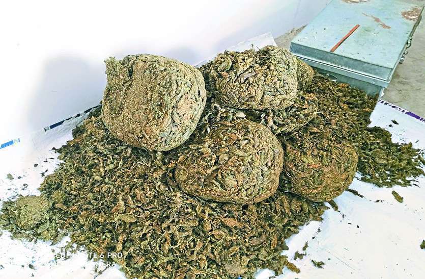 ganja_4882041_835x547-m_6370670_835x547-m.jpg यहां गांजा मादक पदार्थ नहीं, भगवान का ‘प्रसाद’