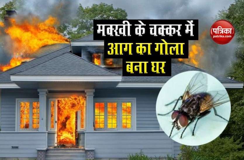 makhi1.jpg खाना खाते समय मक्खी के भिनभिनाने से परेशान हुआ शख्स, हवा में घुमाई रैकेट तो अचानक घर में हुआ धमाका