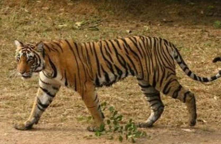 tiger1.jpg हिरण-सांभर से ज्यादा मवेशी पसंद कर रहे बाघ